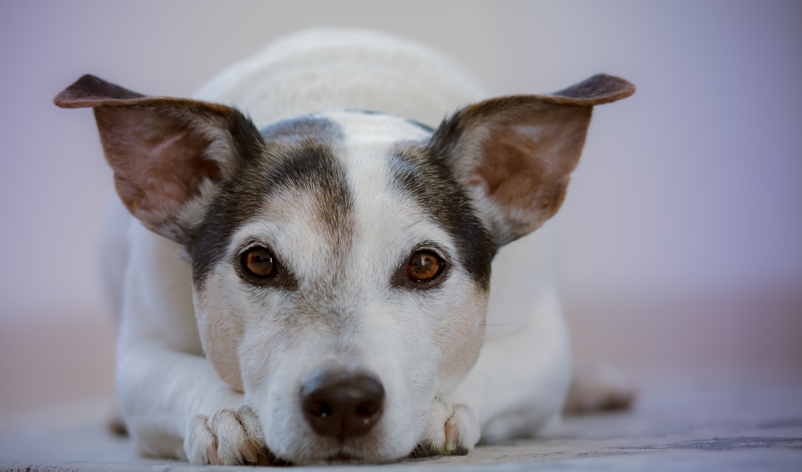 Klíšťata u psů: vše, co potřebujete vědět
